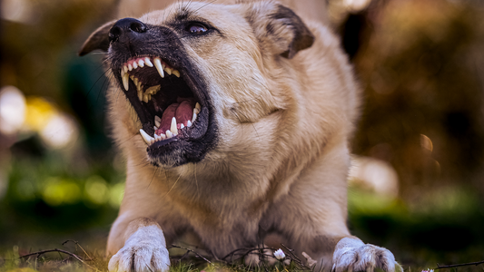 Understanding and Managing Dog Aggression: A Guide for Responsible Pet Owners